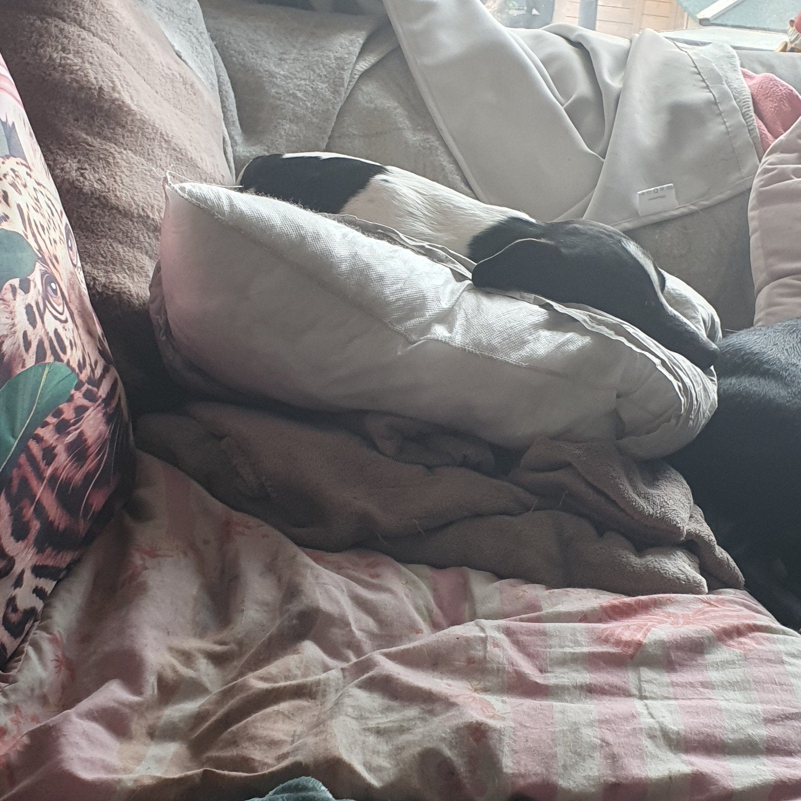 Knabbel zoek naar een  nieuwe  bech, Dieren en Toebehoren, Teef, Eén hond, Nederland, Particulier