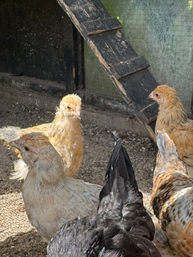 Kuikens - cream legbar en brahma, Meerdere dieren, Kip