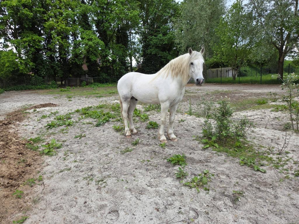 Dekhengst, Hengst