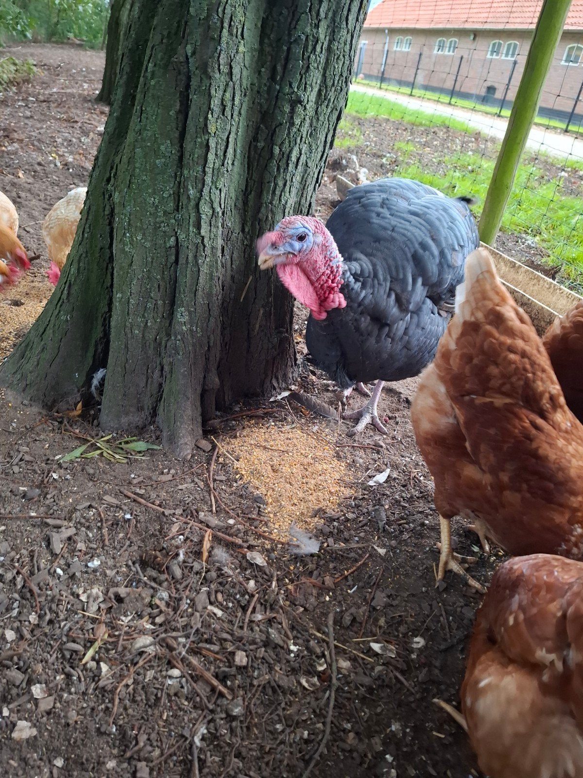 kalkoen haan., Dieren en Toebehoren, Mannelijk, Kalkoen