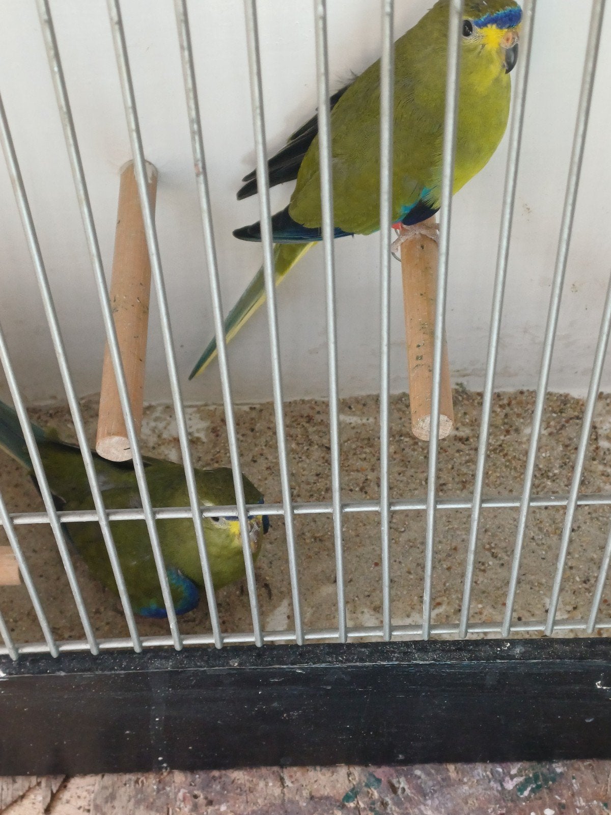 ELEGANTEN, Meerdere dieren, Parkiet, Geringd