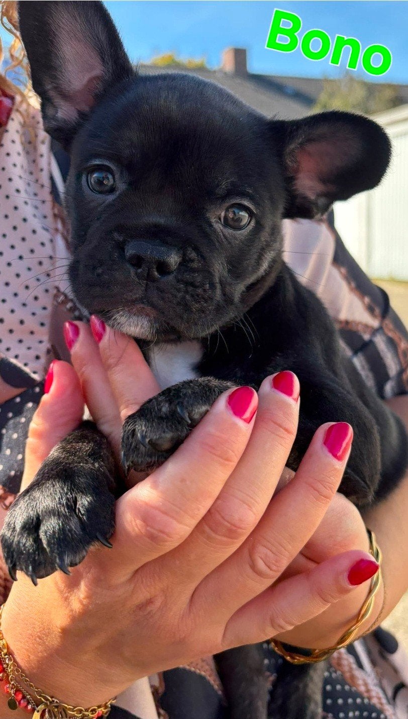 Moderne Franse Bulldog Pups (6 weken oud) en kerngezond, Dieren en Toebehoren, 8 tot 15 weken, Bulldog, Meerdere, Meerdere dieren
