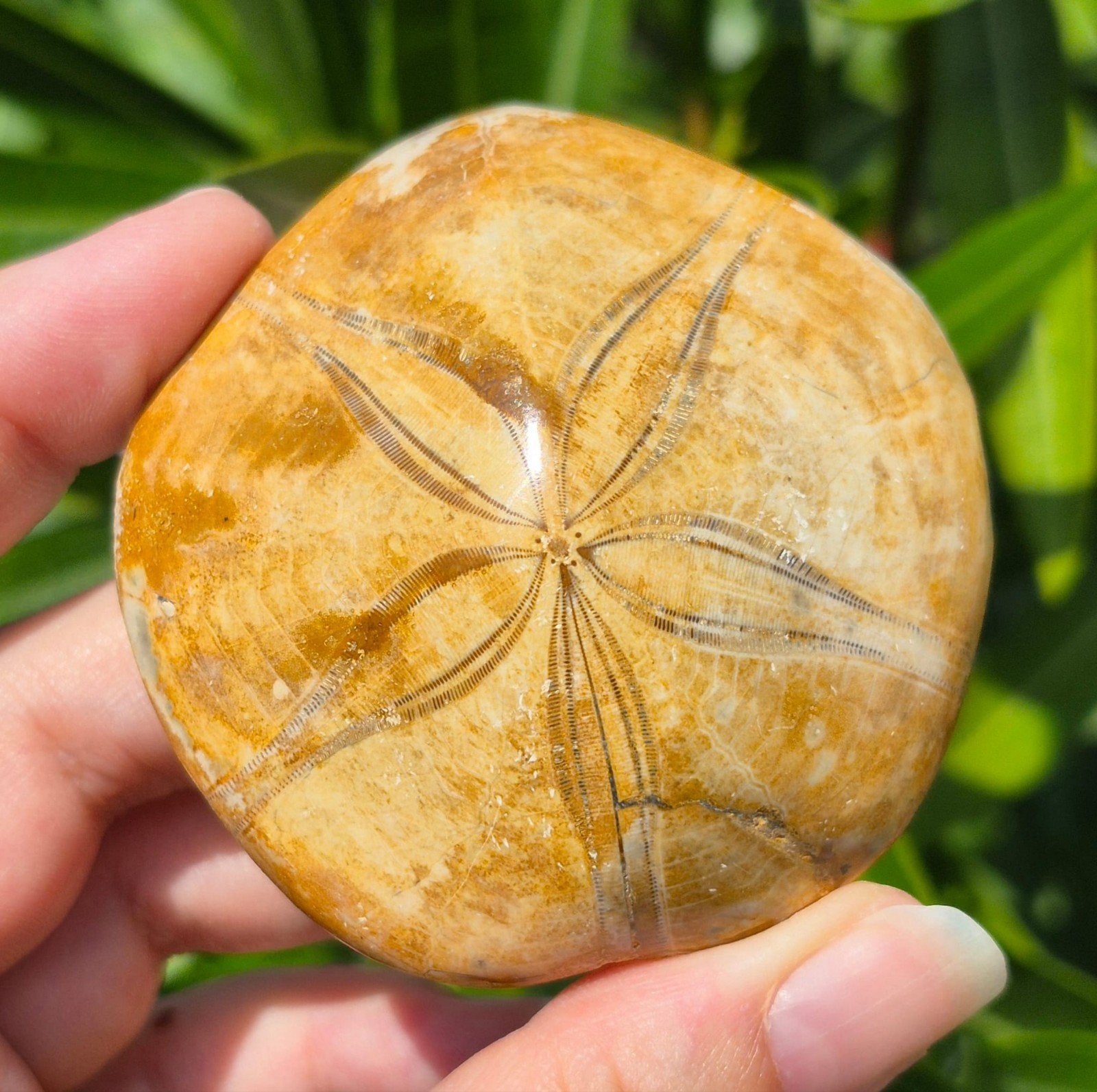 Gefossiliseerde zee-egel, Ophalen of Verzenden