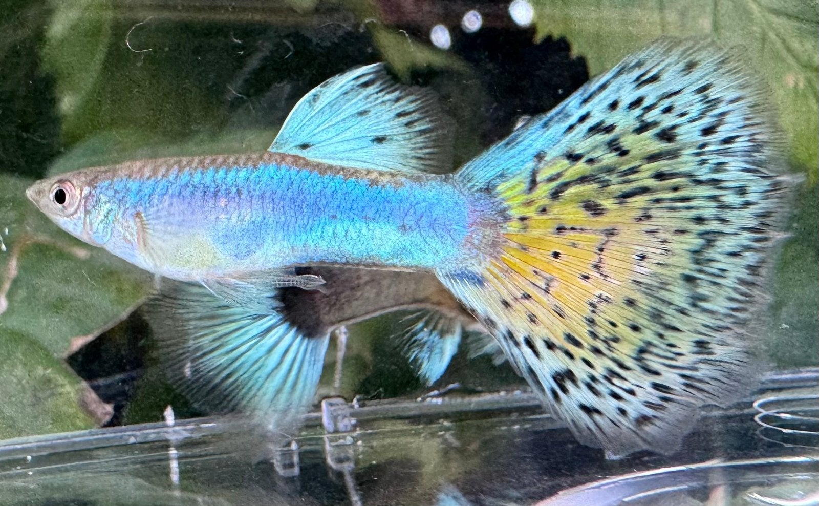 ***Blue Singa Grass guppen***, Vis, Zoetwatervis, Schoolvis