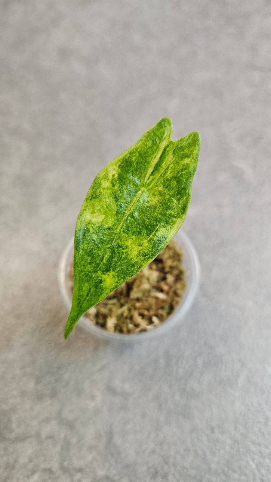 Alocasia Longiloba Albo (aurea) Variegata, Ophalen of Verzenden, Halfschaduw, Minder dan 100 cm