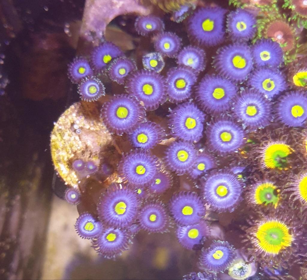 Zoanthus blue walter €20 per poliep of 3 poliepen voor €50, Overige typen, Zoutwatervis