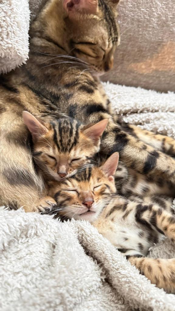 Beautiful Bengal Kitten Looking for a Loving Home, Poes