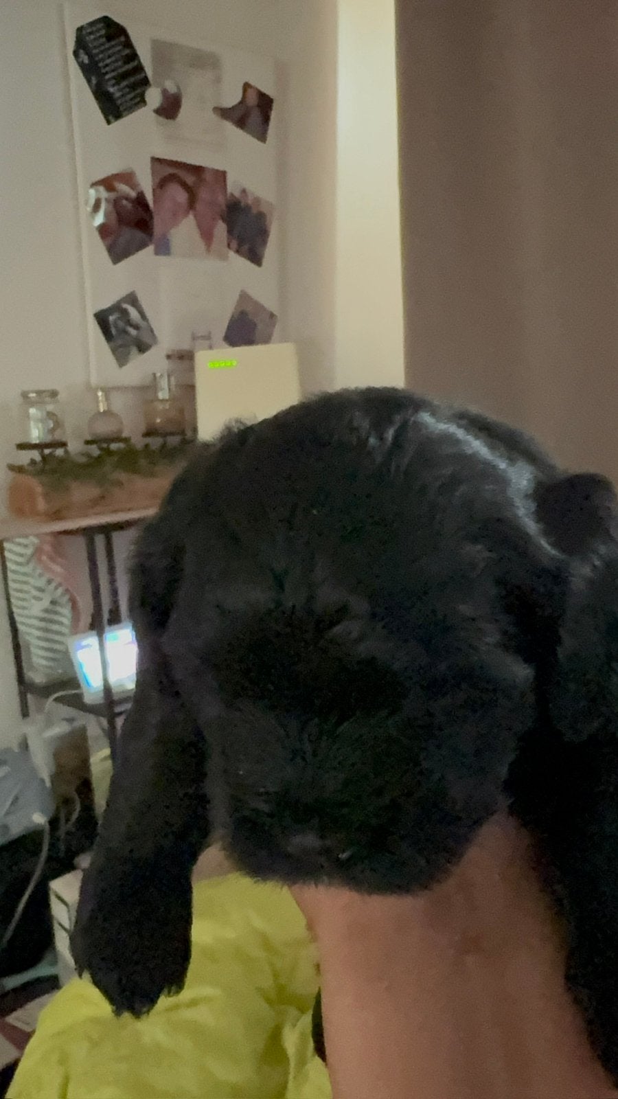 Lieve maltipoo pup van nu 4 weken oud, 8 tot 15 weken, Eén hond, Nederland, Particulier