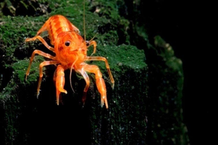 CPO Oranje dwergkreeftje "Cambarellus patzcuarensis ", Dieren en Toebehoren, Kreeft, Krab of Garnaal, Zoetwatervis