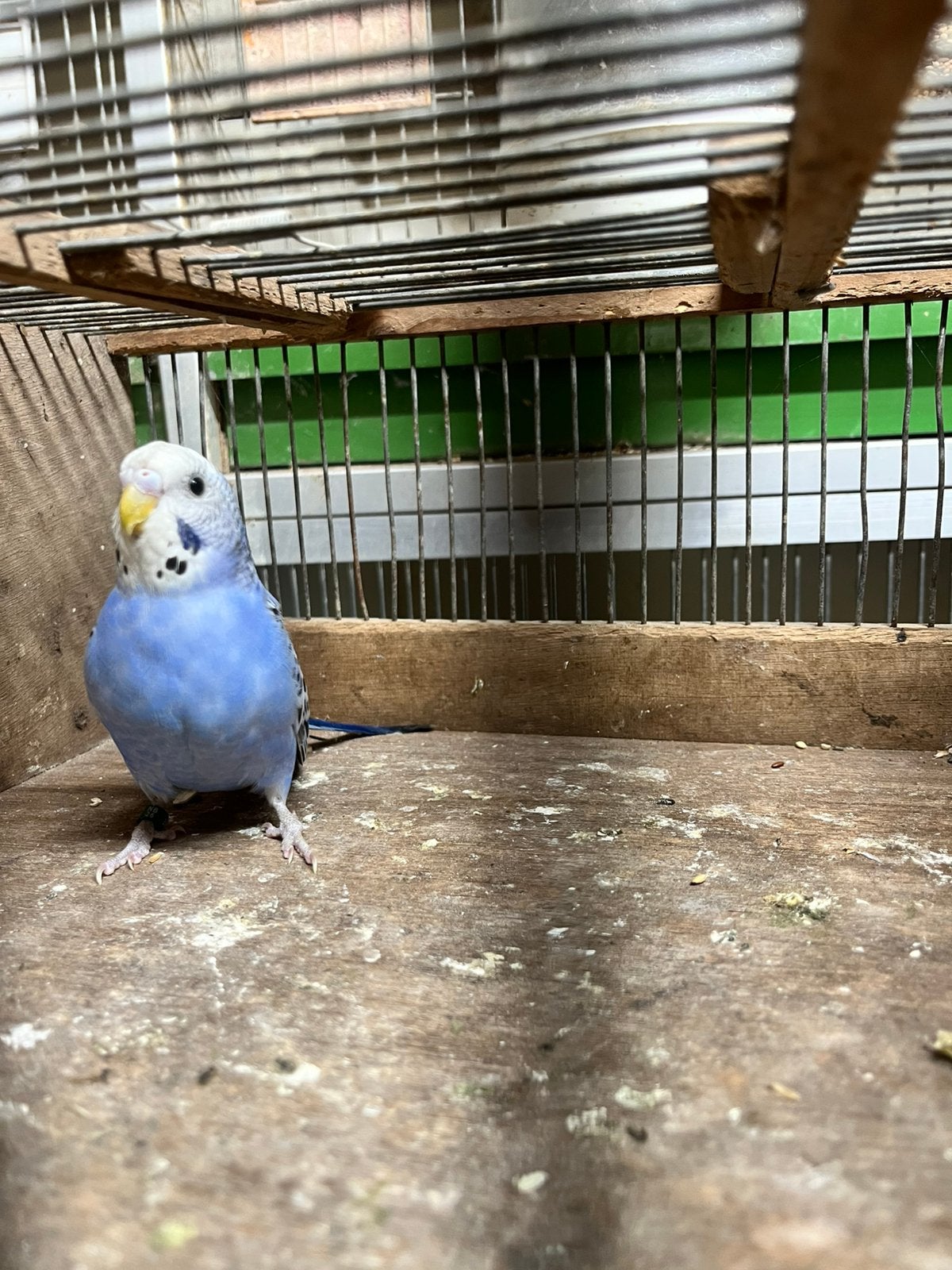 Te koop blauw opaline grasparkiet pop, Dieren en Toebehoren, Vogels | Parkieten en Papegaaien, Vrouwelijk, Parkiet, Geringd