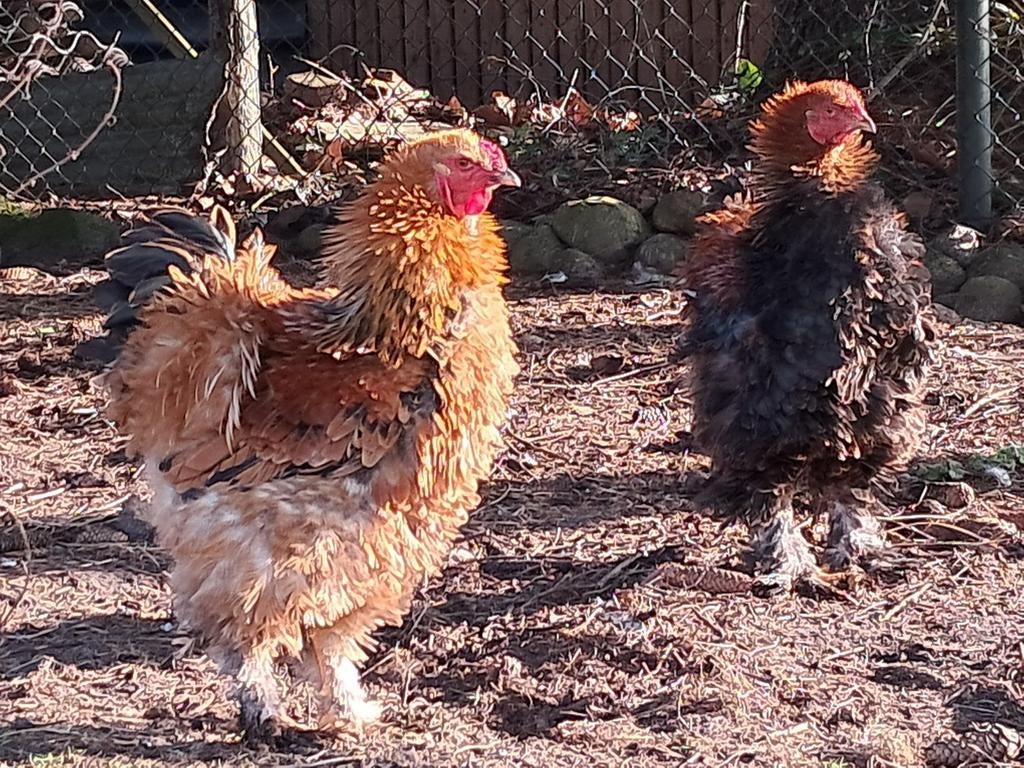 Grote Brahma krul broedeieren, Geslacht onbekend, Kip