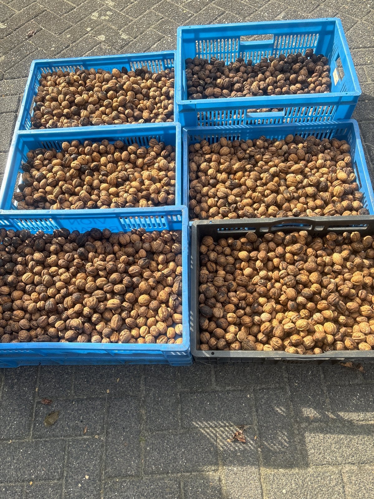 Verse gedroogde walnoten van eigen oogst, Diversen, Levensmiddelen, Ophalen