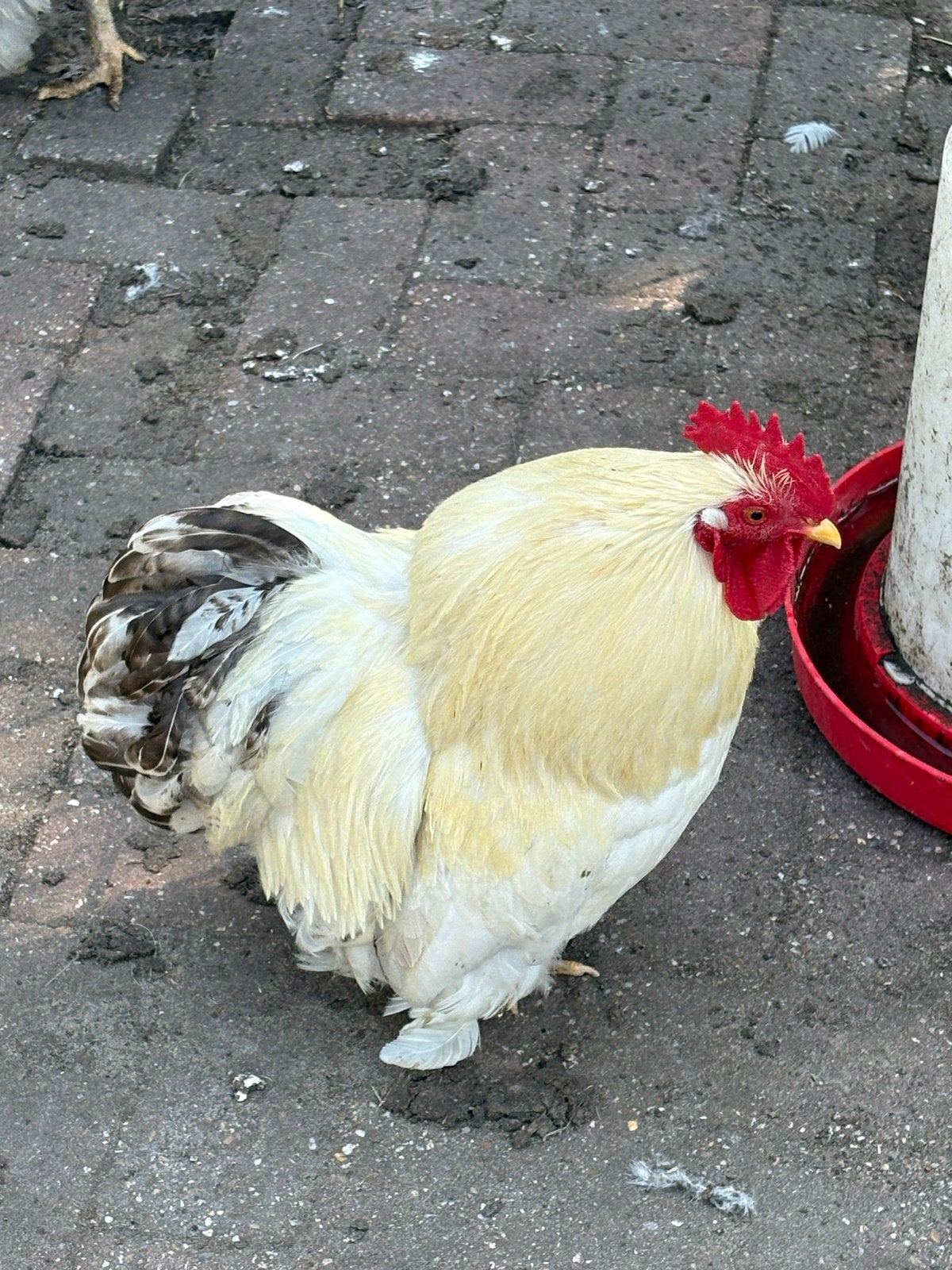 Witte Cochin haan  gratis, Meerdere dieren, Kip
