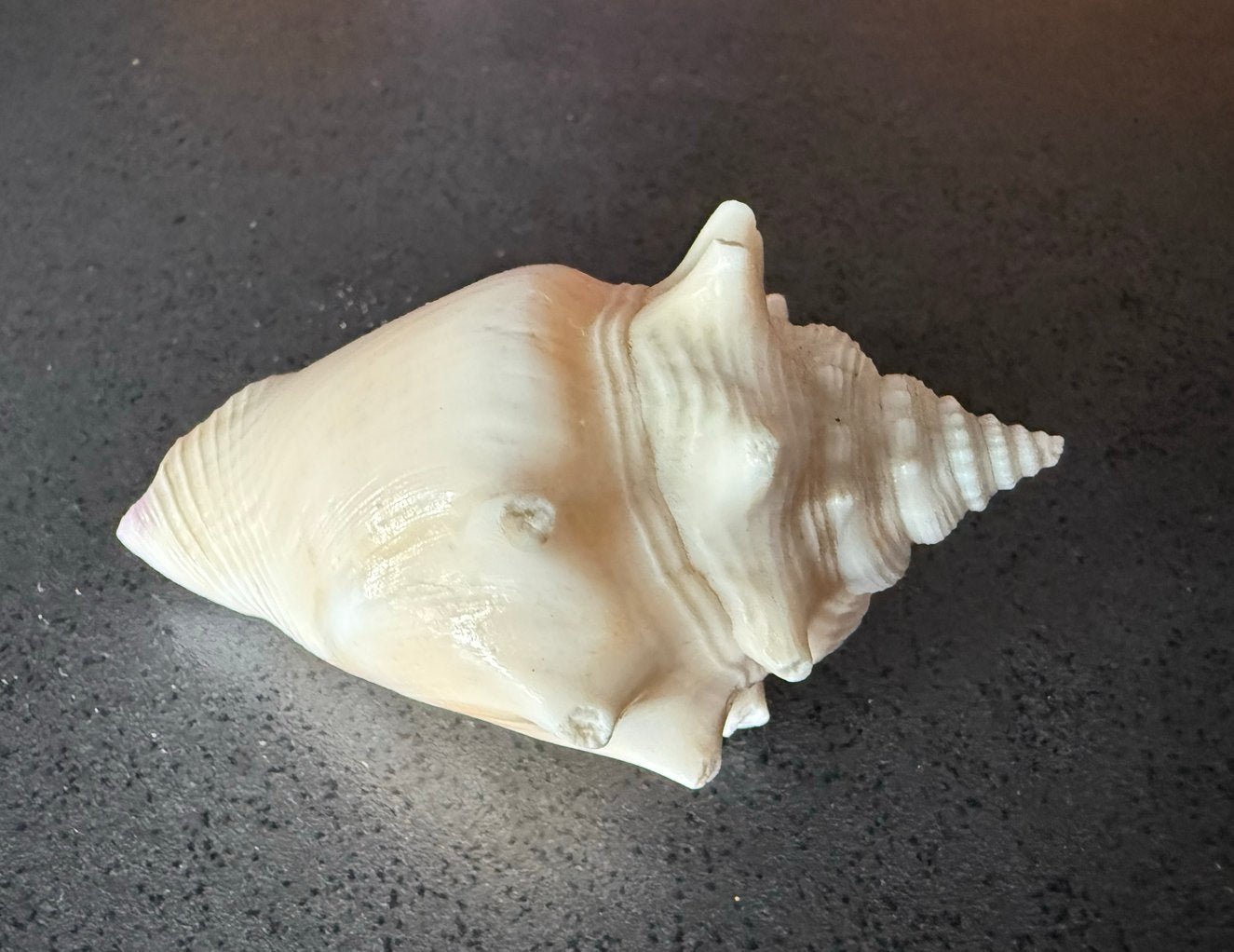 Mooie natuurlijke zeeschelp / Conch schelp - decoratie, Ophalen of Verzenden, Gebruikt
