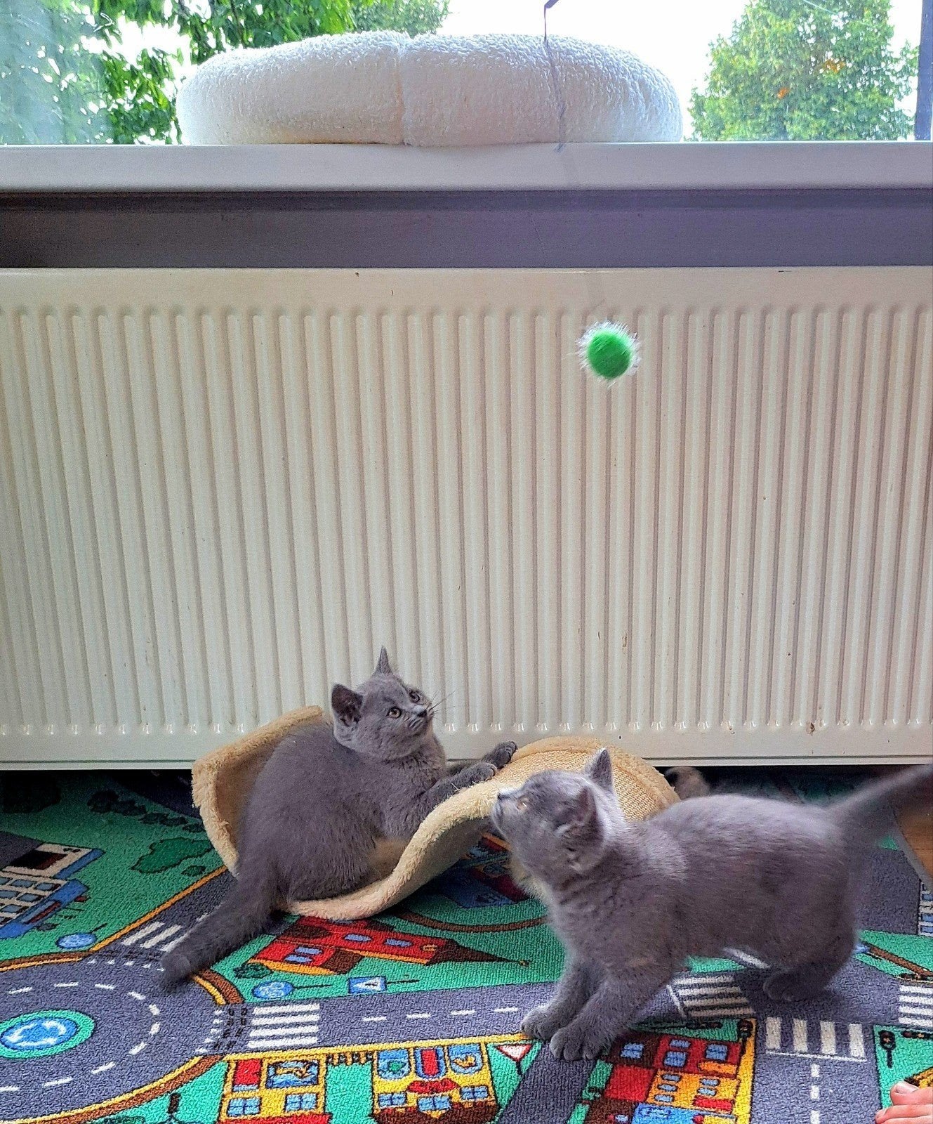 Prachtige Britse Korthaar kittens, Dieren en Toebehoren, Meerdere dieren, Ontwormd, 0 tot 2 jaar