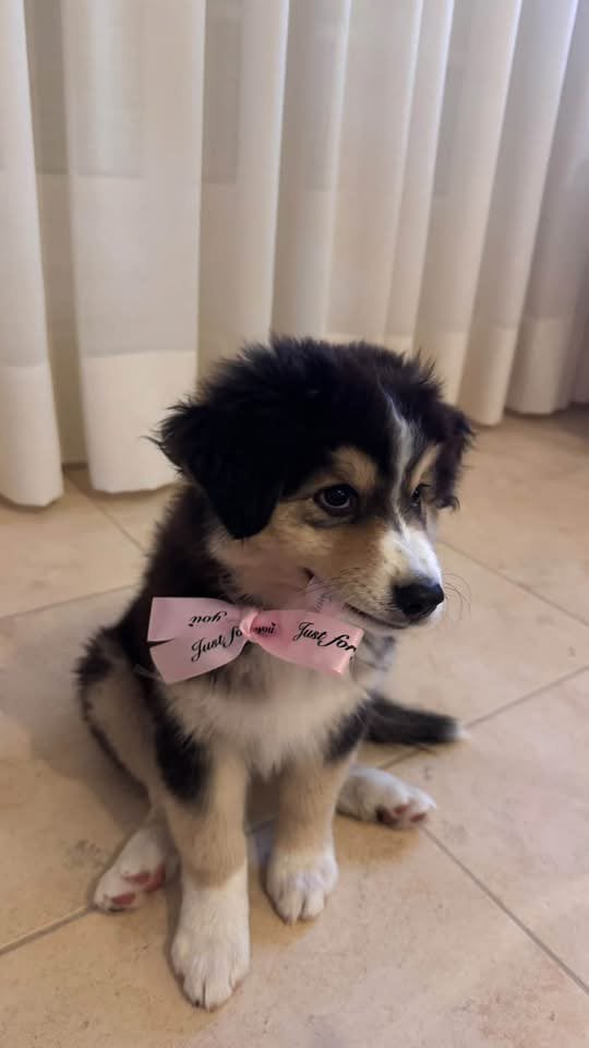 Australische Herder Black Tricolor, Dieren en Toebehoren, België, Particulier, 8 tot 15 weken, Meerdere