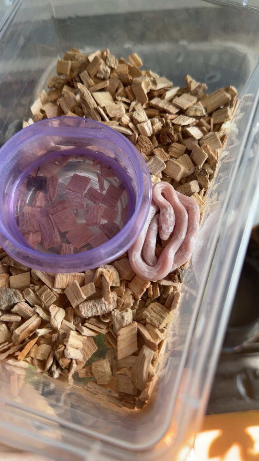 Jonge rattenslangen!, Dieren en Toebehoren, Slang, 0 tot 2 jaar