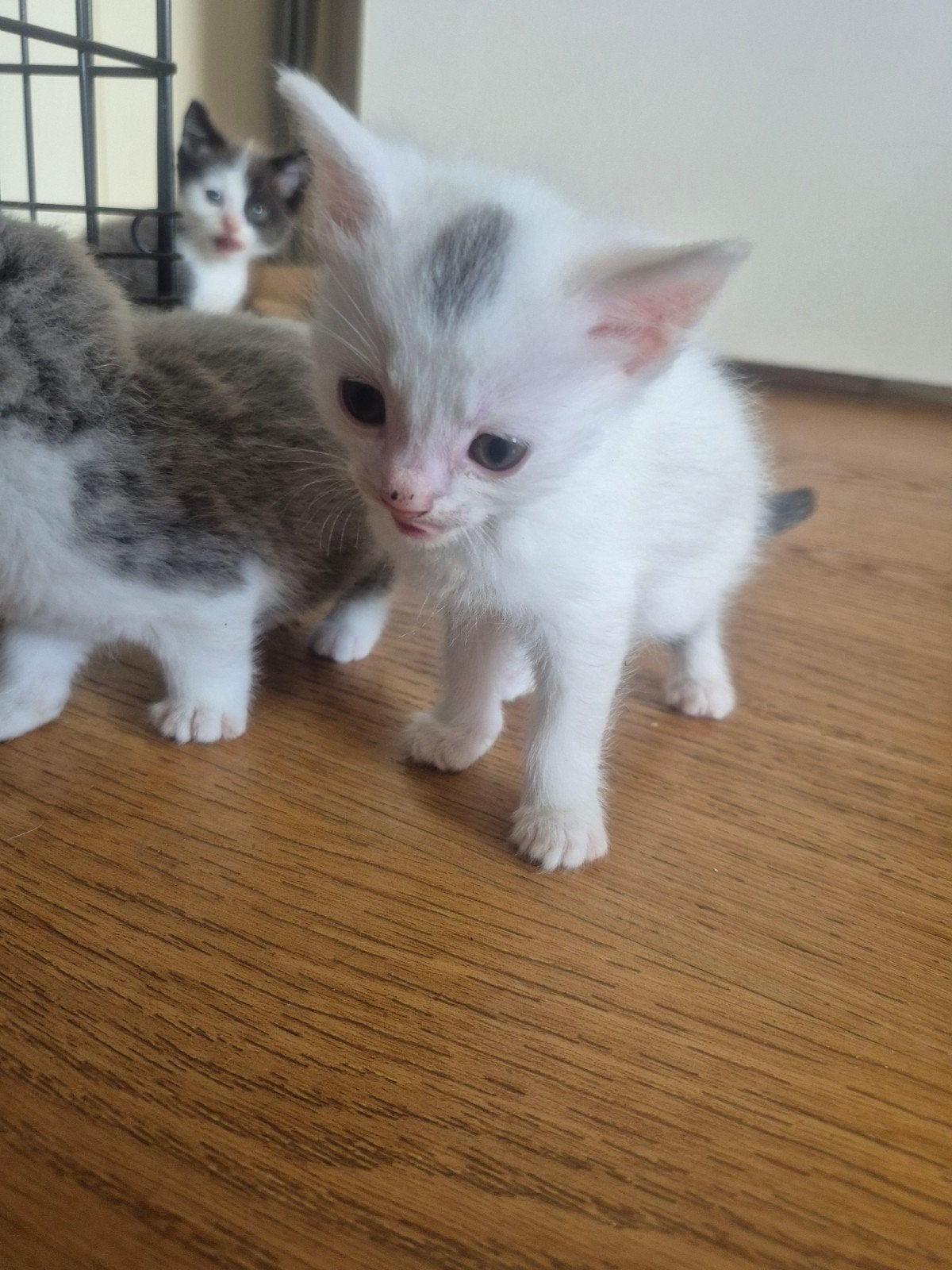2 super schattige katers te koop, 0 tot 2 jaar