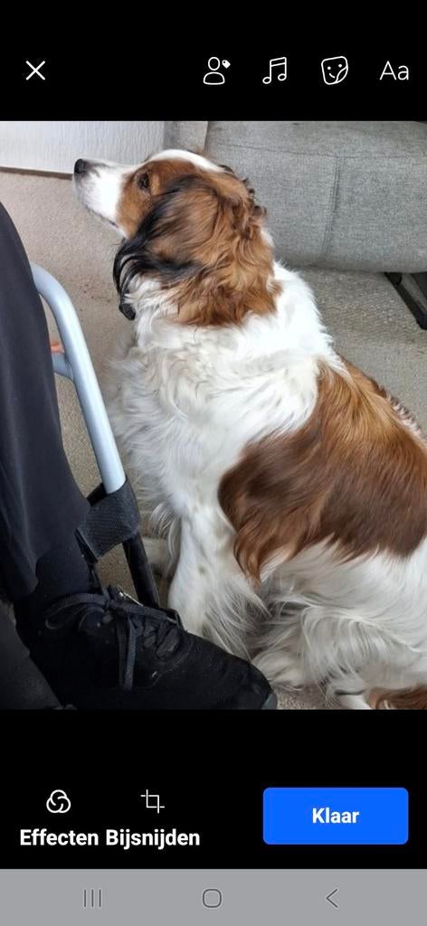 Gezocht gouw mandje voor Saartje ( kooikerhondje., Dieren en Toebehoren, Honden | Niet-rashonden, Parvo, 6 jaar of ouder, Teef
