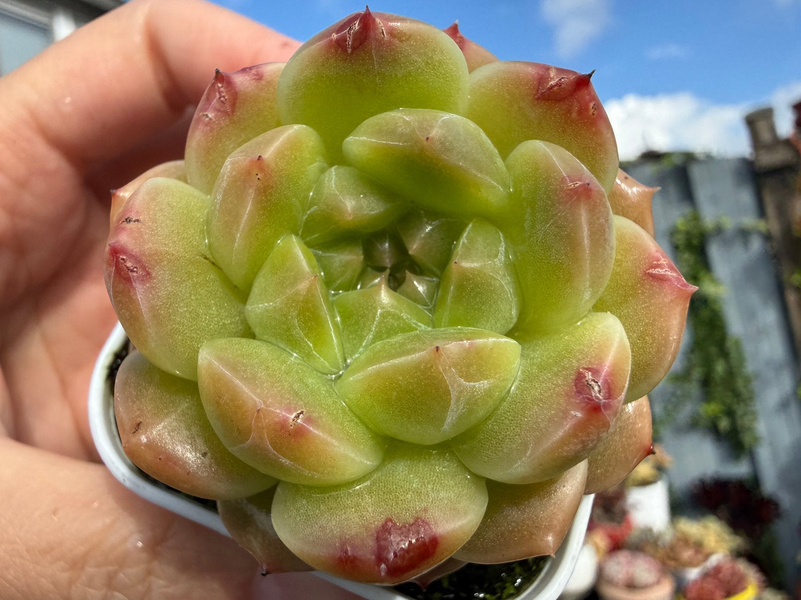 Echeveria ‘Green Bean Paste'/pot 5cm/vetplant/succulent, Ophalen of Verzenden, Halfschaduw, Minder dan 100 cm