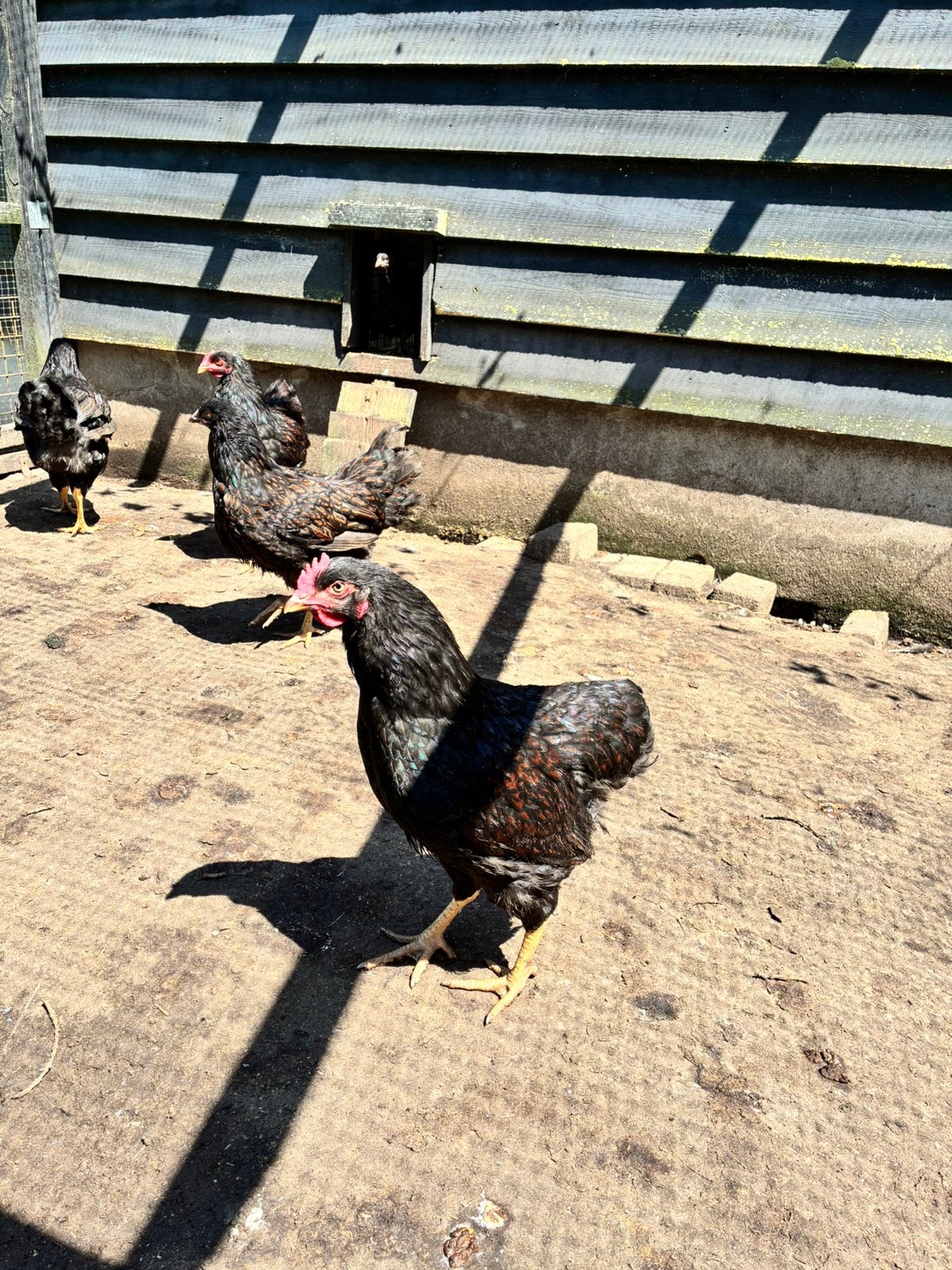 Mooie jonge Dubbelgezoomde Barnevelder haan, groot soort, Dieren en Toebehoren, Pluimvee, Mannelijk, Kip