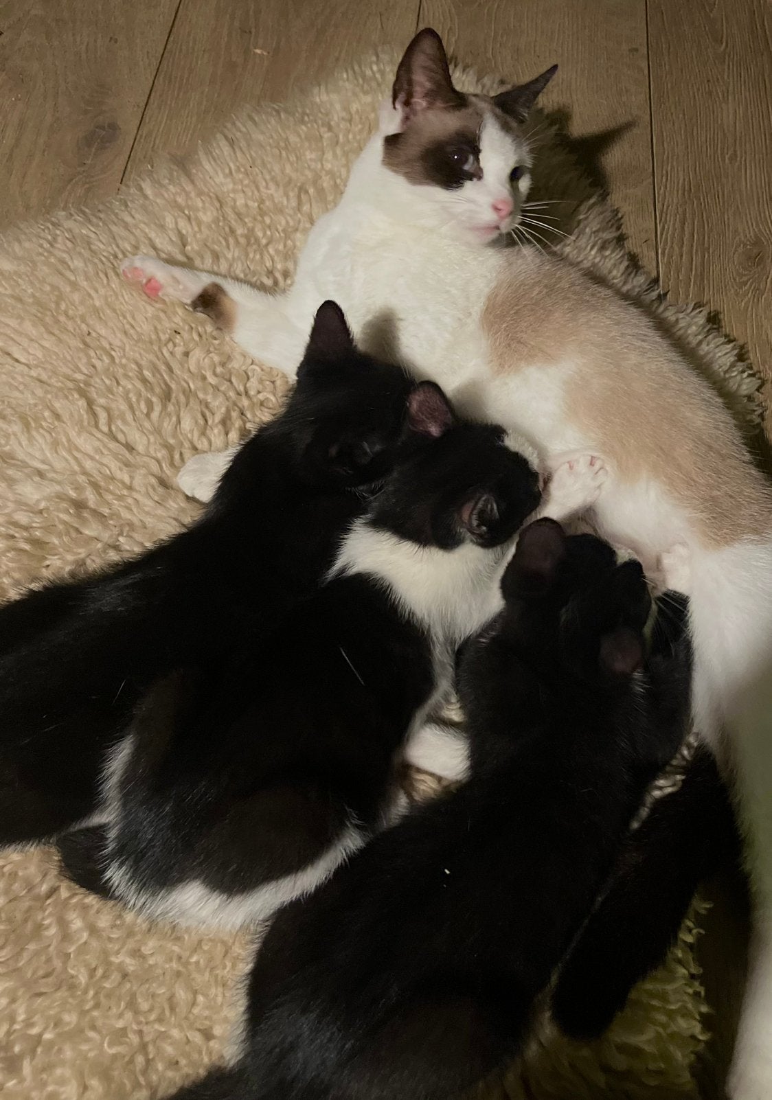 Lieve kruising siamees kittens