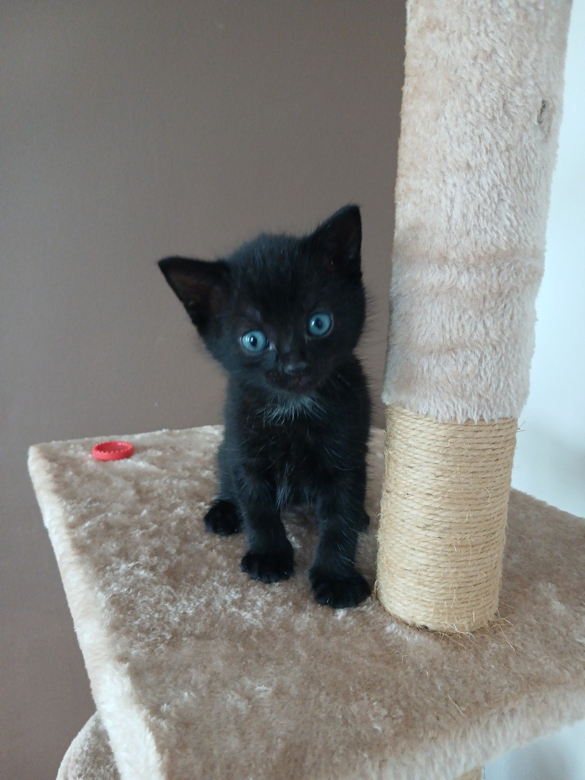 Lieve en sociale kittens te koop., Dieren en Toebehoren, Katten en Kittens | Raskatten | Korthaar, Meerdere dieren, Ontwormd, 0 tot 2 jaar