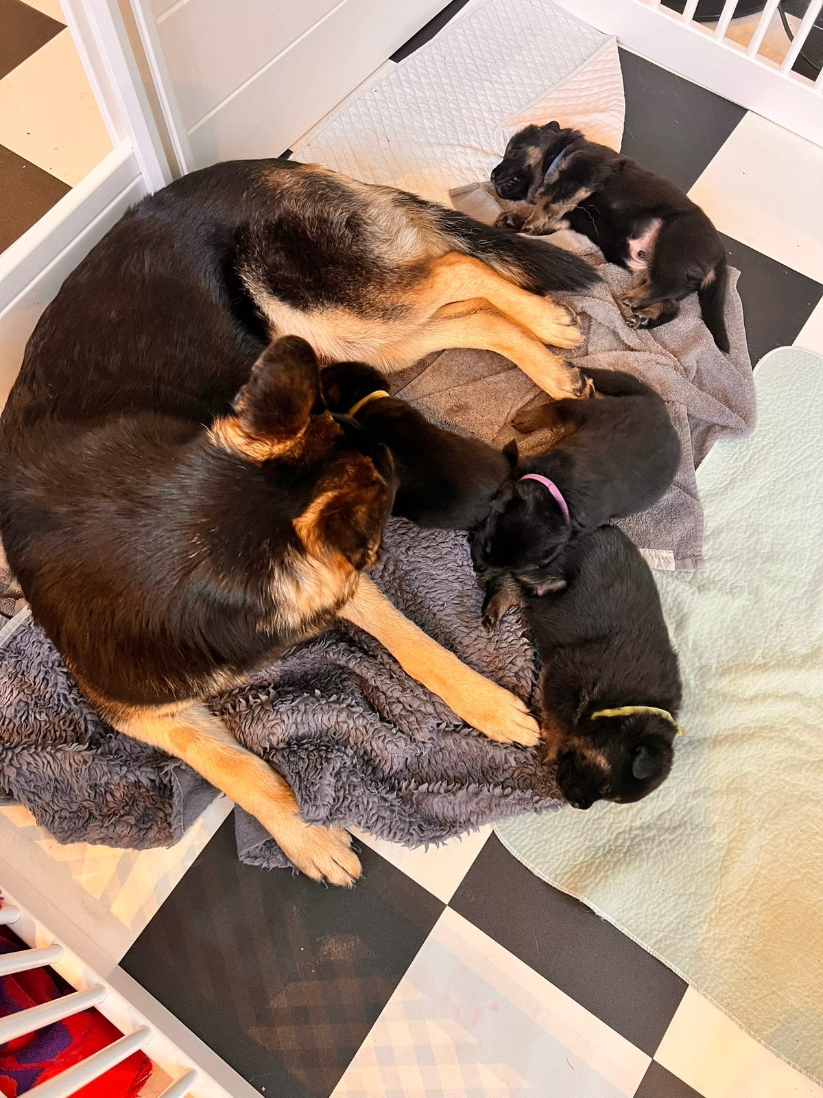 Raszuivere Duitse Herder pups, Dieren en Toebehoren, Parvo, 8 tot 15 weken, Meerdere, Meerdere dieren