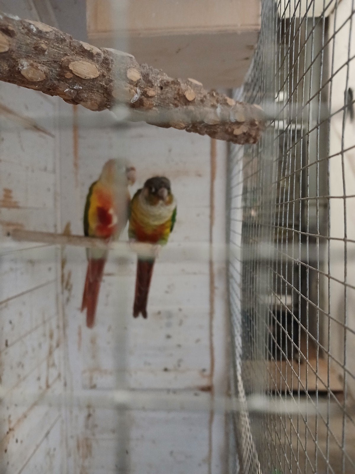 Prachtig koppel Pyrrhura Pineapple – geringd – ca. 3 jaar, Dieren en Toebehoren, Meerdere dieren, Parkiet, Pratend
