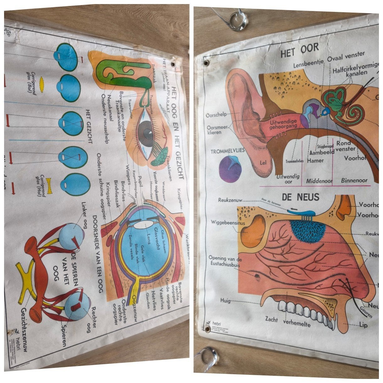 schoolplaat oog, neus, oor, Ophalen of Verzenden, Natuur en Biologie