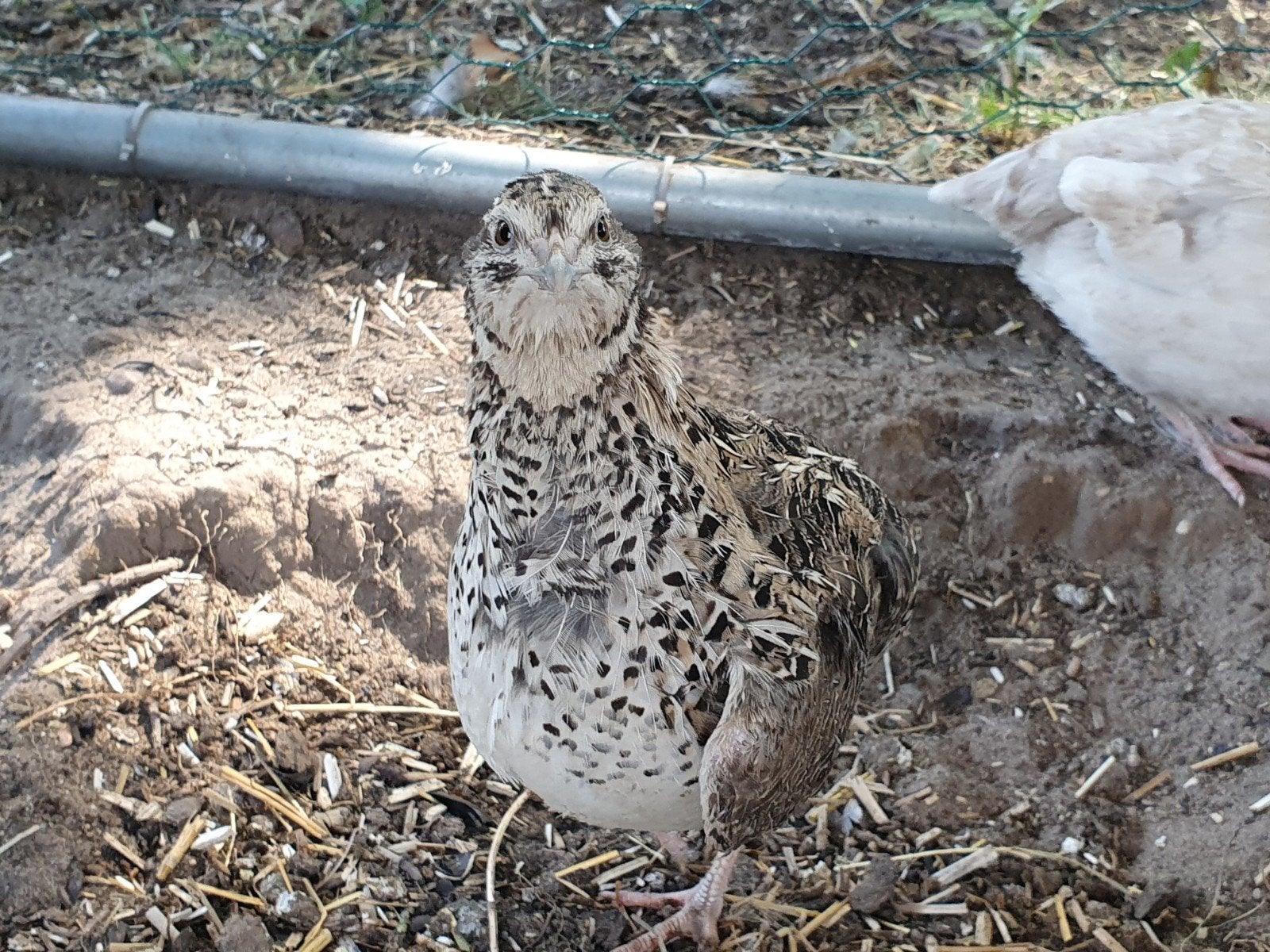 2 japanse kwartel hennen, Dieren en Toebehoren, Pluimvee, Vrouwelijk, Kip