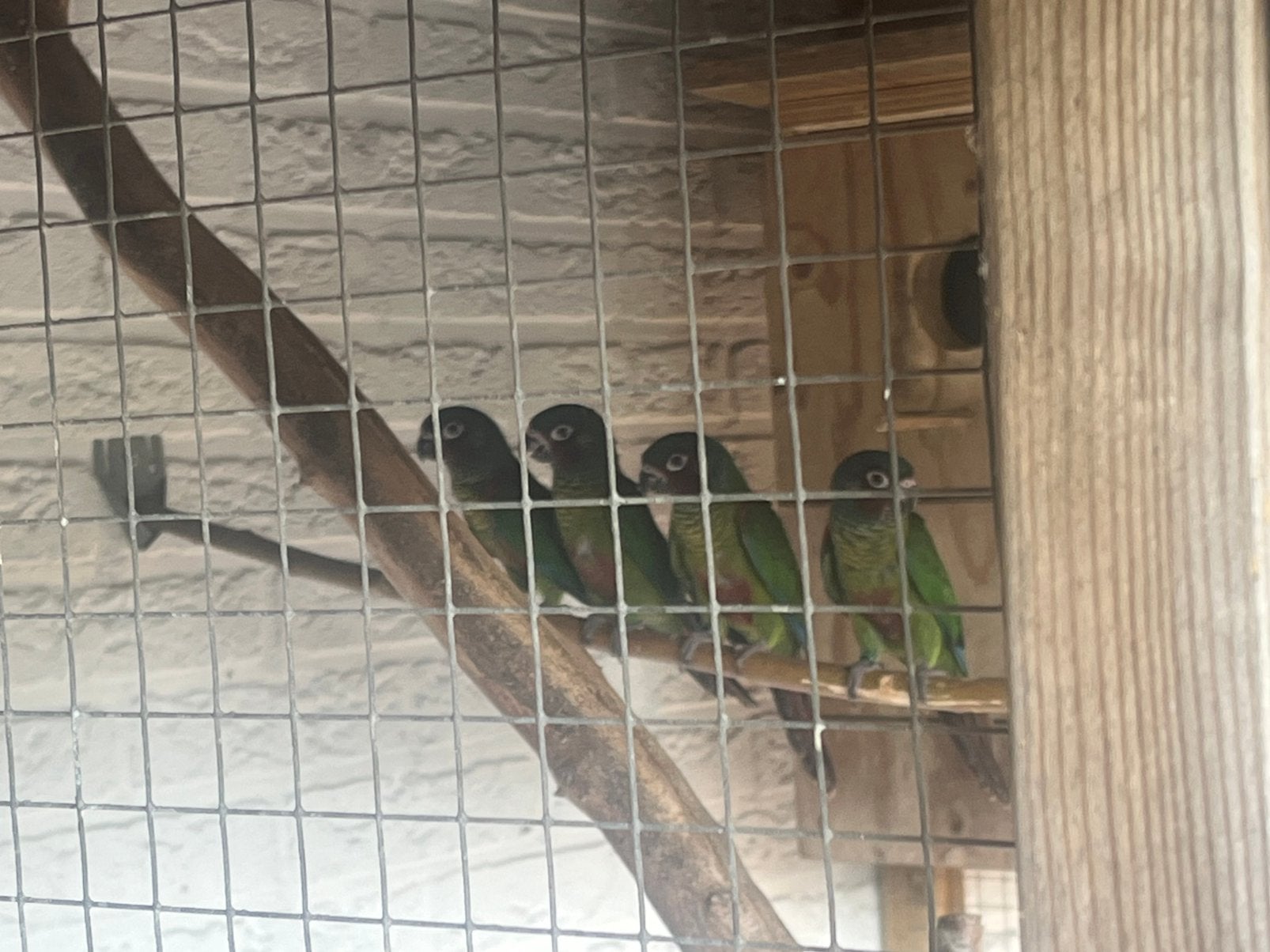Te koop: purrhura emma, Meerdere dieren, Geringd