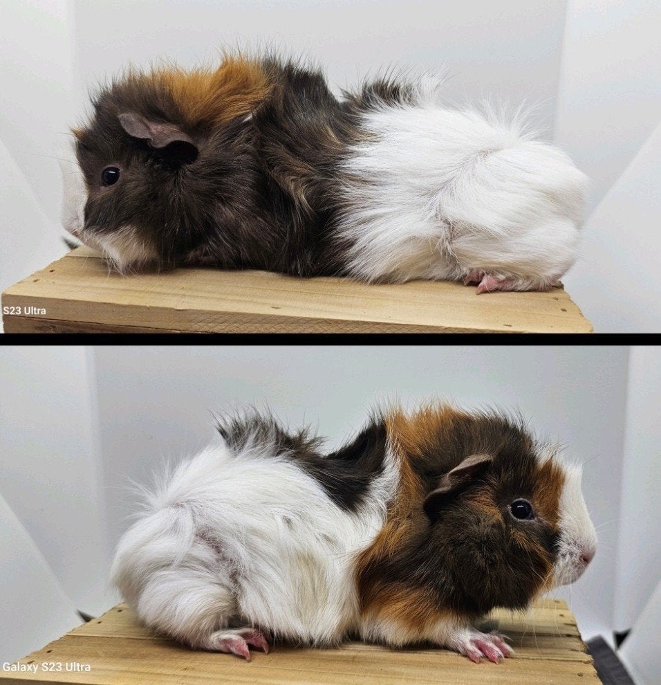 Choco buff wit borstel zeugje, Cavia, December, Vrouwelijk, Tam