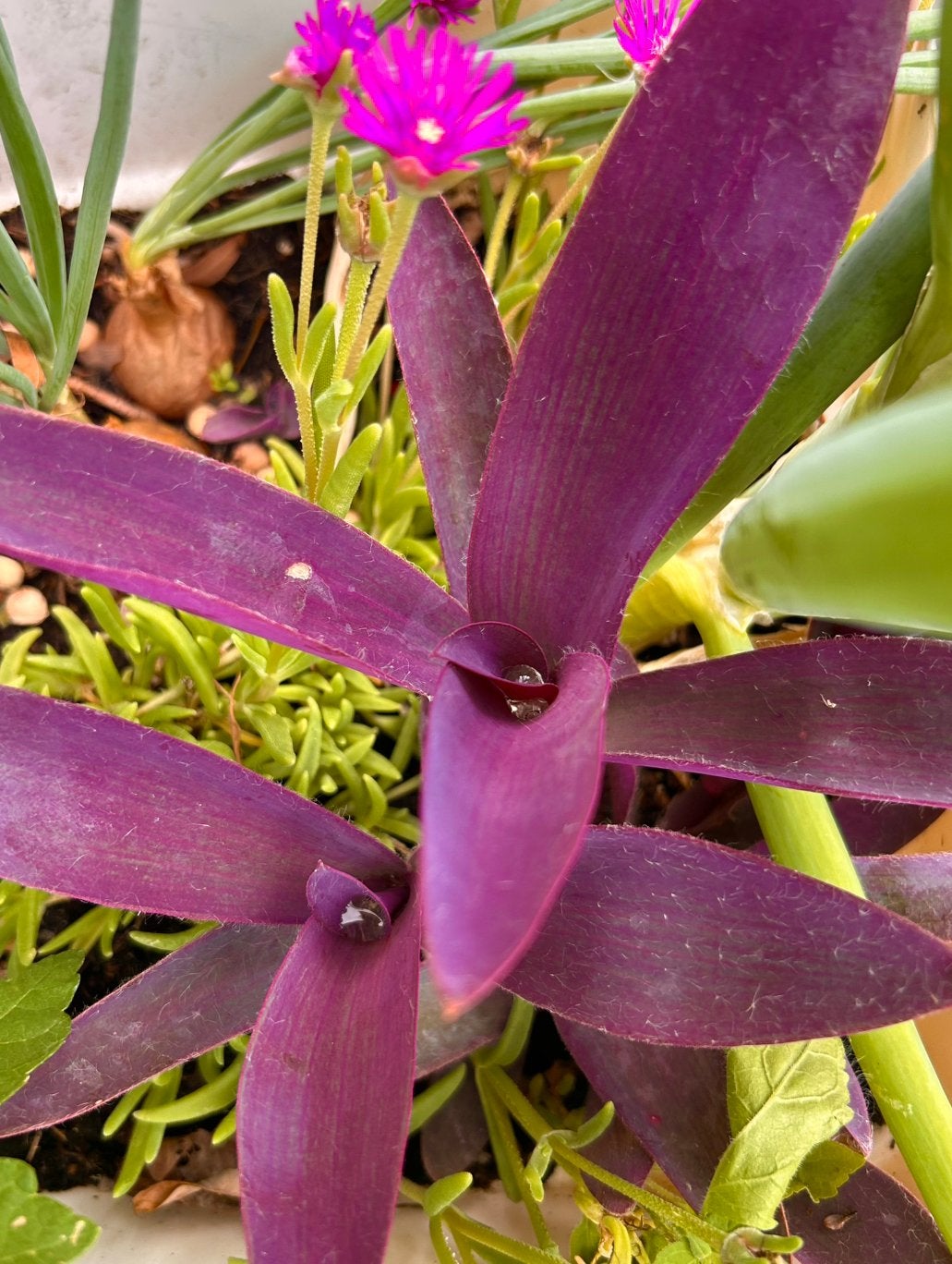 Tradescantia Pallida Purple heart | leuke paarse plant, Ophalen of Verzenden, Halfschaduw, Minder dan 100 cm