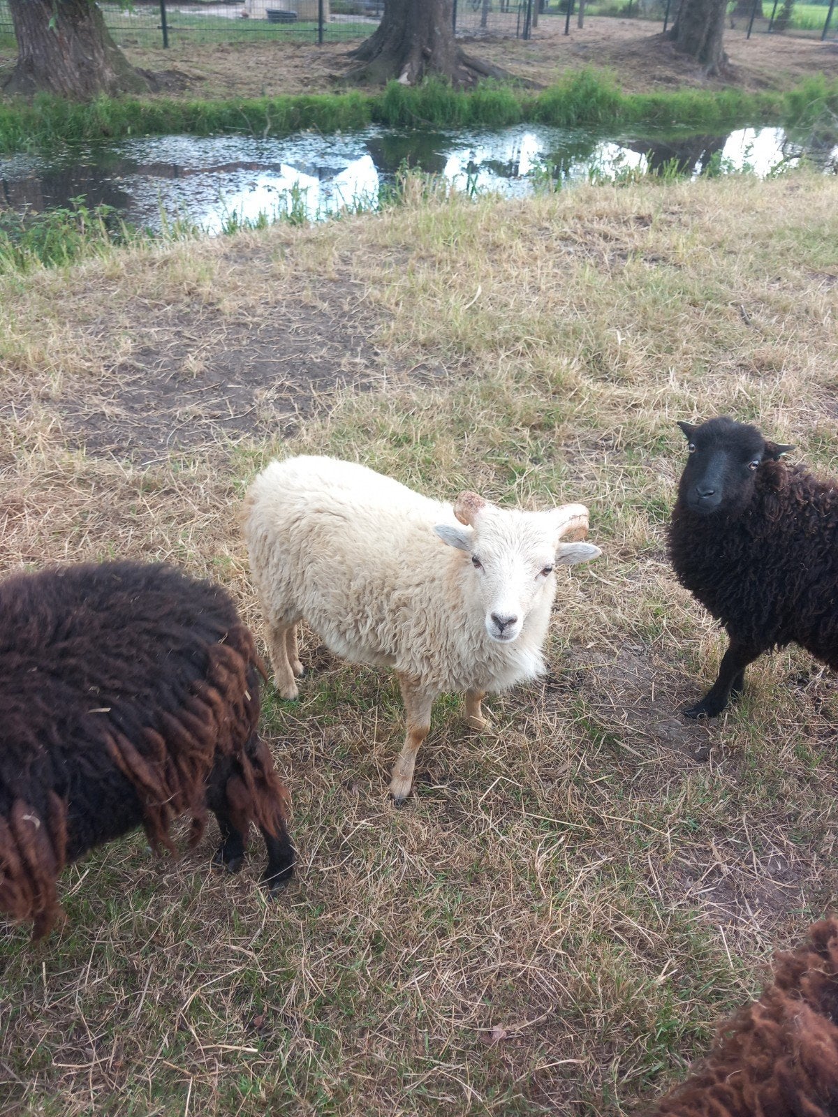 ouessant ram, Dieren en Toebehoren, Schapen, Geiten en Varkens, Mannelijk, Schaap