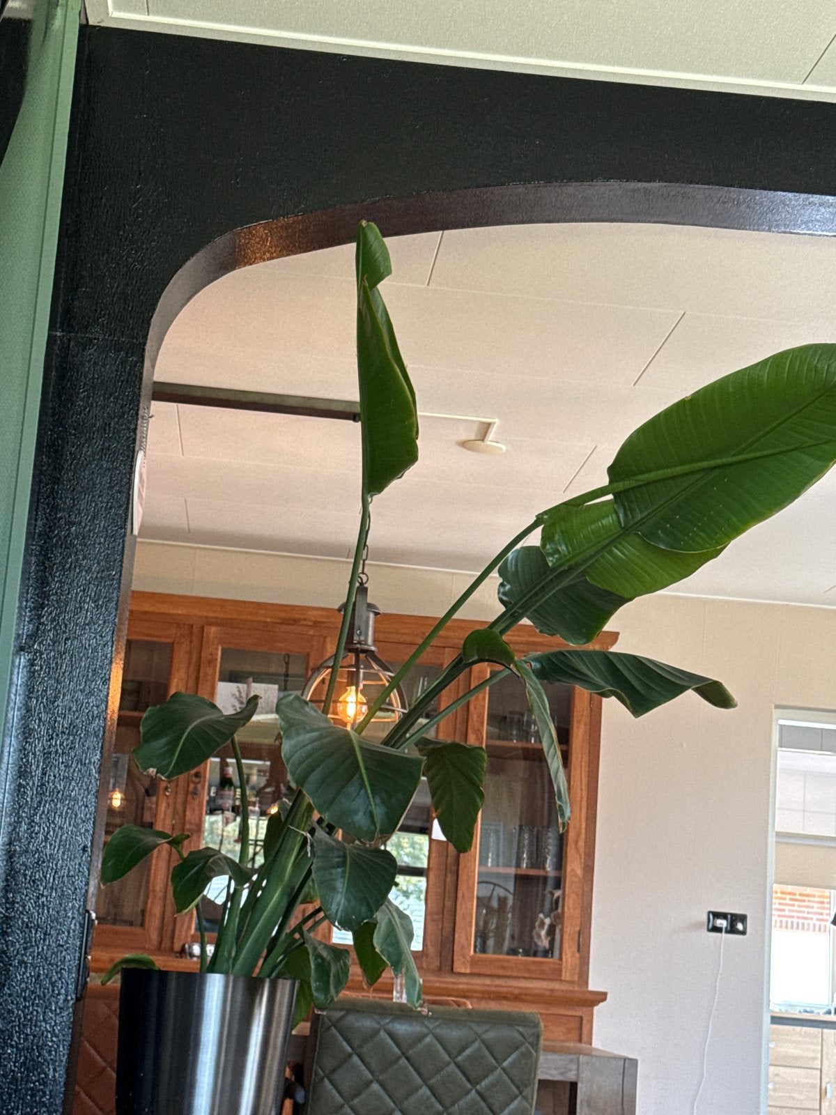 Grote Strelitzia Nicolai - Paradijsvogelplant, Huis en Inrichting, 200 cm of meer, Overige soorten, Ophalen of Verzenden, In pot