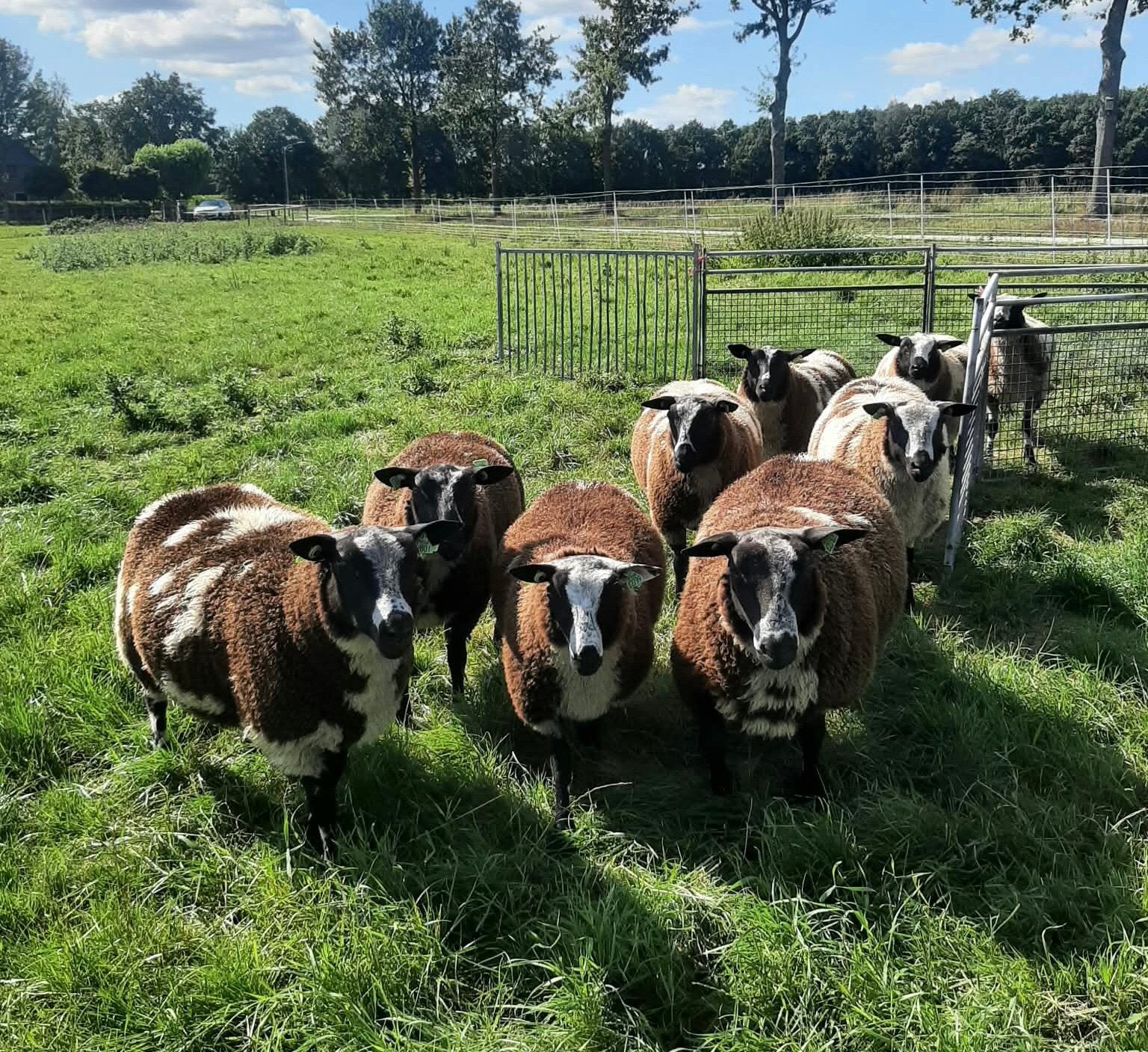 9 mooie bonte dekrammen dekram ram, Dieren en Toebehoren, Schapen, Geiten en Varkens, Mannelijk, Schaap, 0 tot 2 jaar