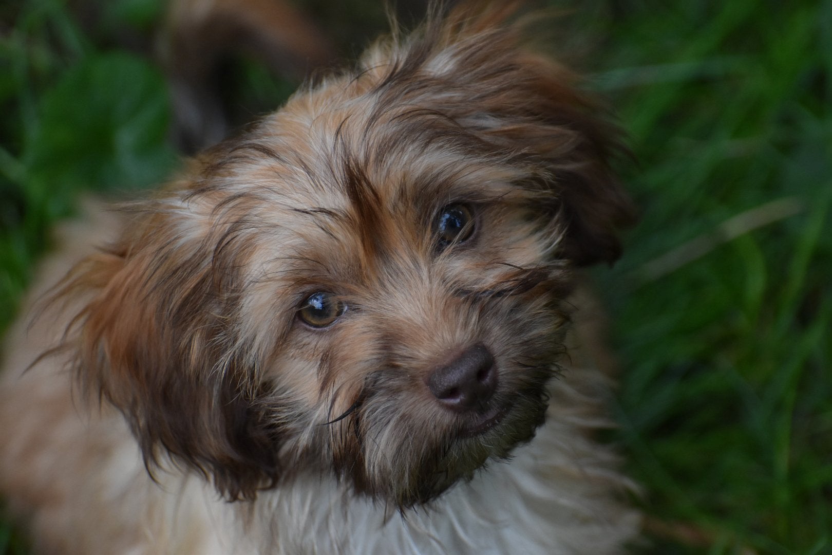 Prachtige jongen&meid kl.blijvend 75%shihtzu 25% dwergteckel, Nederland, Overige rassen, CDV (hondenziekte), 8 tot 15 weken