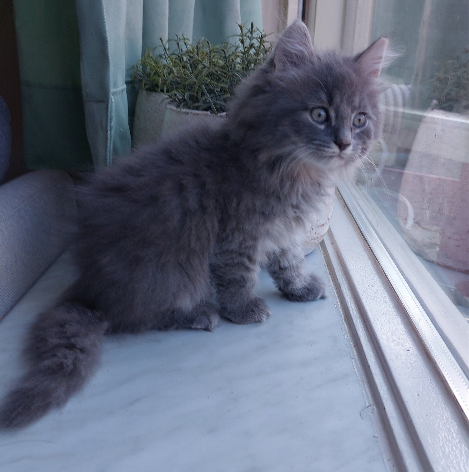 Britse korthaar/langhaar kitten katertje, Dieren en Toebehoren, Katten en Kittens | Overige Katten, Kater, 0 tot 2 jaar