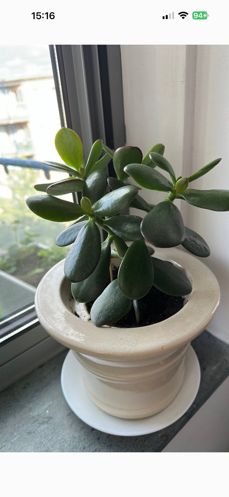 Crassula ovata vetplant van vers stekje met pot, Ophalen of Verzenden, Halfschaduw, Minder dan 100 cm