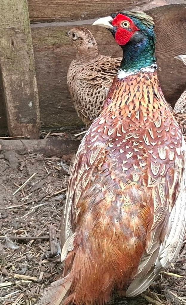 Kweekkoppel bosfazanten, Meerdere dieren