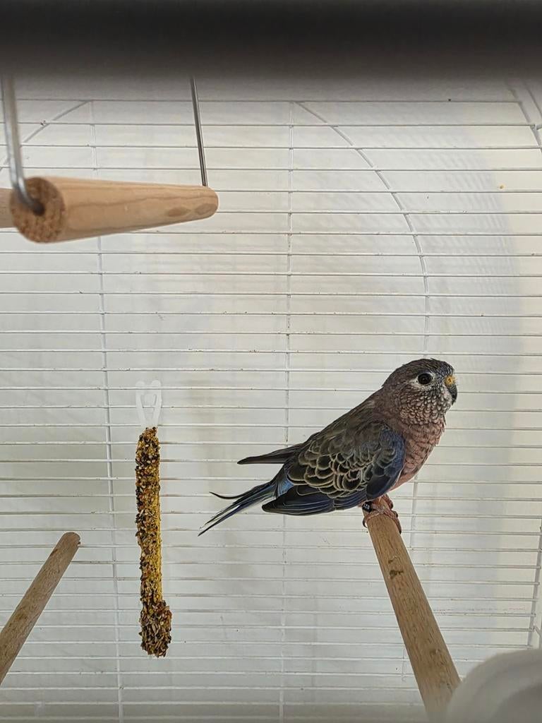 Parkiet (Bourkes), Dieren en Toebehoren, Vogels | Parkieten en Papegaaien, Mannelijk, Parkiet