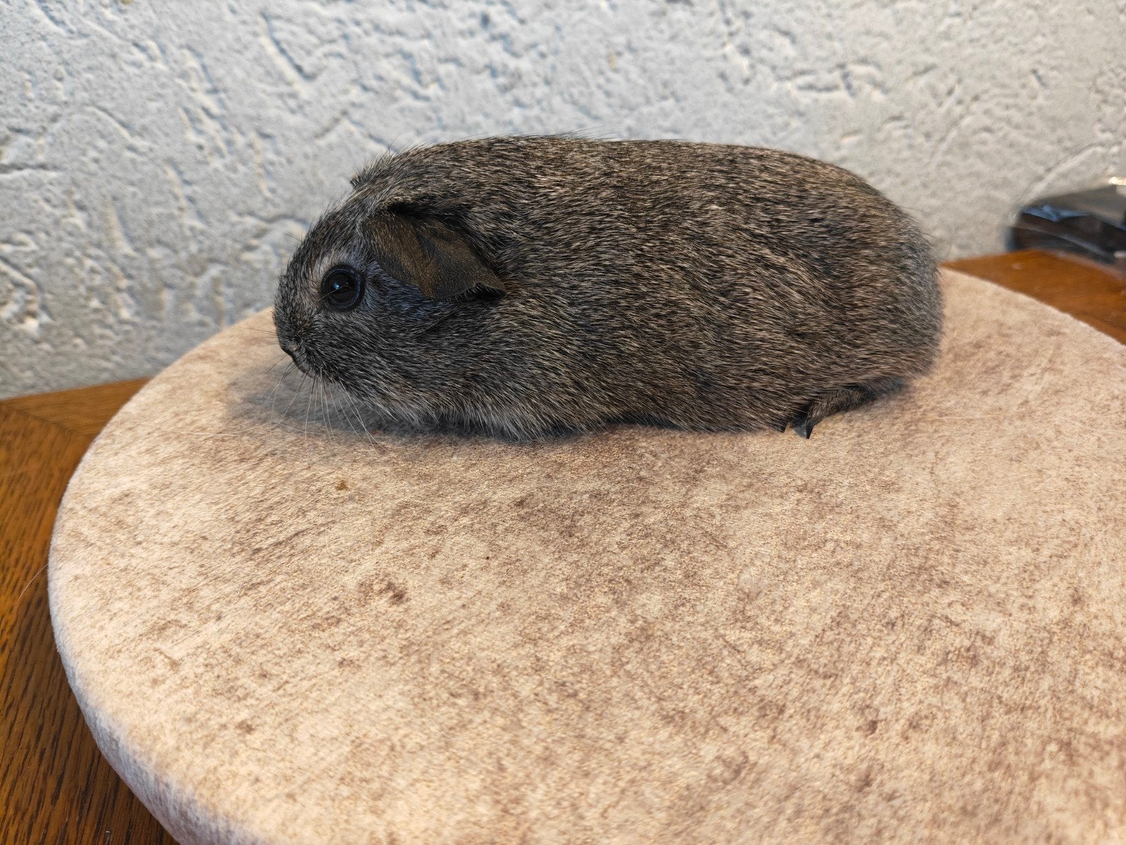 2 cavia beren, Dieren en Toebehoren, Knaagdieren, Cavia, Mannelijk, Juli, Tam