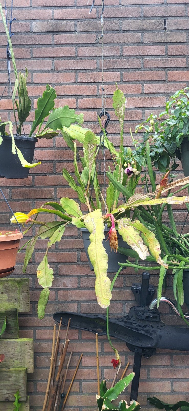 Epiphyllum, Overige soorten, 100 tot 250 cm, Zomer, Ophalen