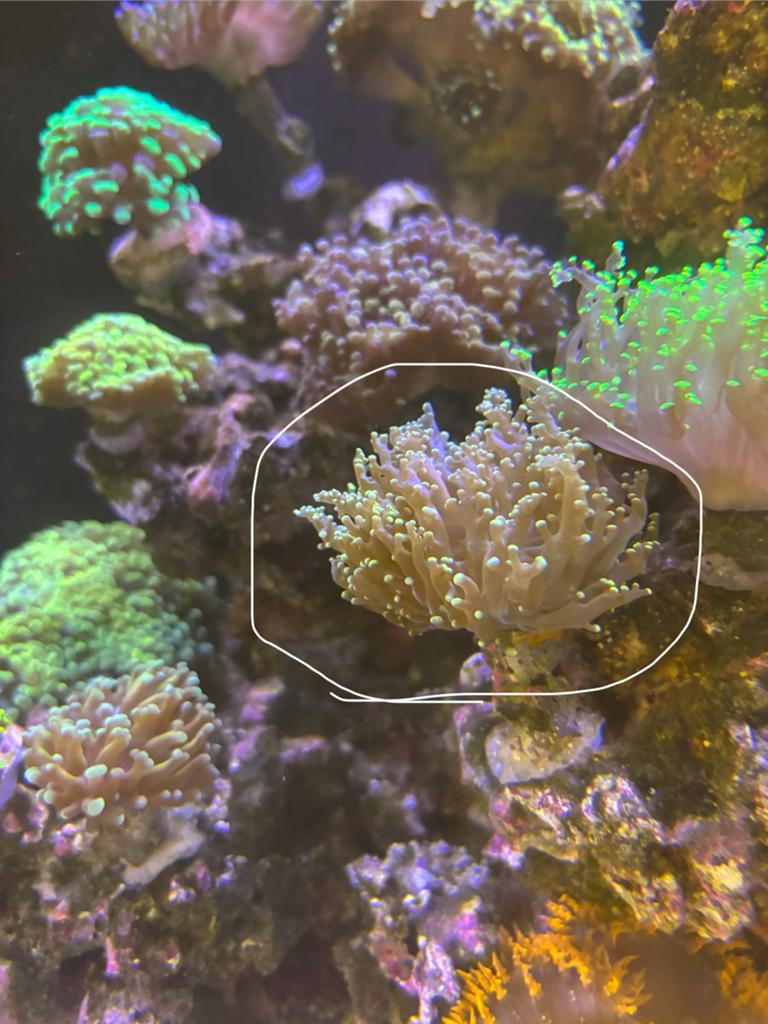 Euphyllia Paradivisa/Frogspawn, Dieren en Toebehoren, Vis
