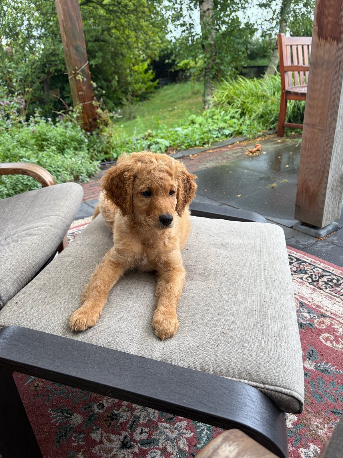 Laberadoodle medium pup teefje licht bruin 10 weken, Dieren en Toebehoren, Teef, Eén hond, Middel, Nederland