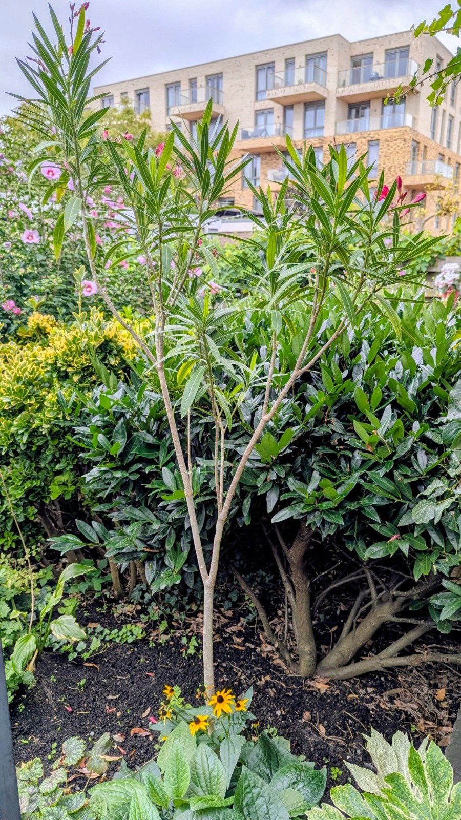 Mooie Oleander plant met rode bloemen, Ophalen, Vaste plant