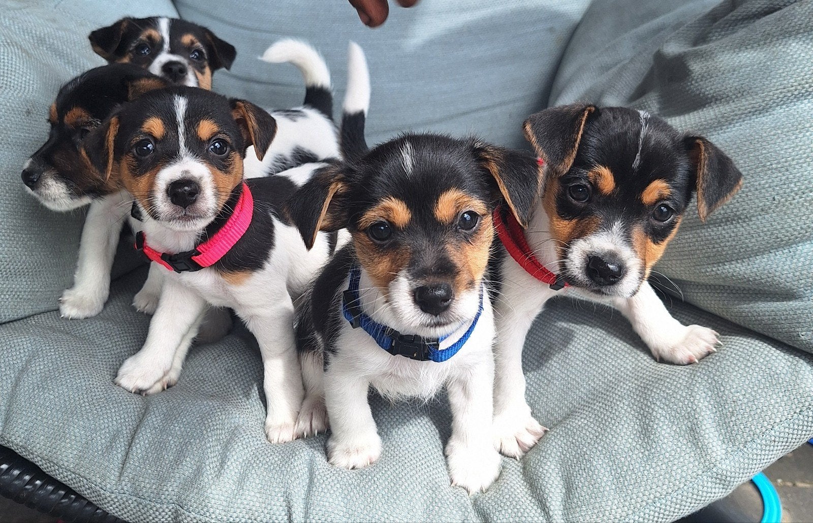 Ruwharige Jack Russel puppy's, Dieren en Toebehoren, Parvo, Jack Russell Terriër, 8 tot 15 weken, Meerdere