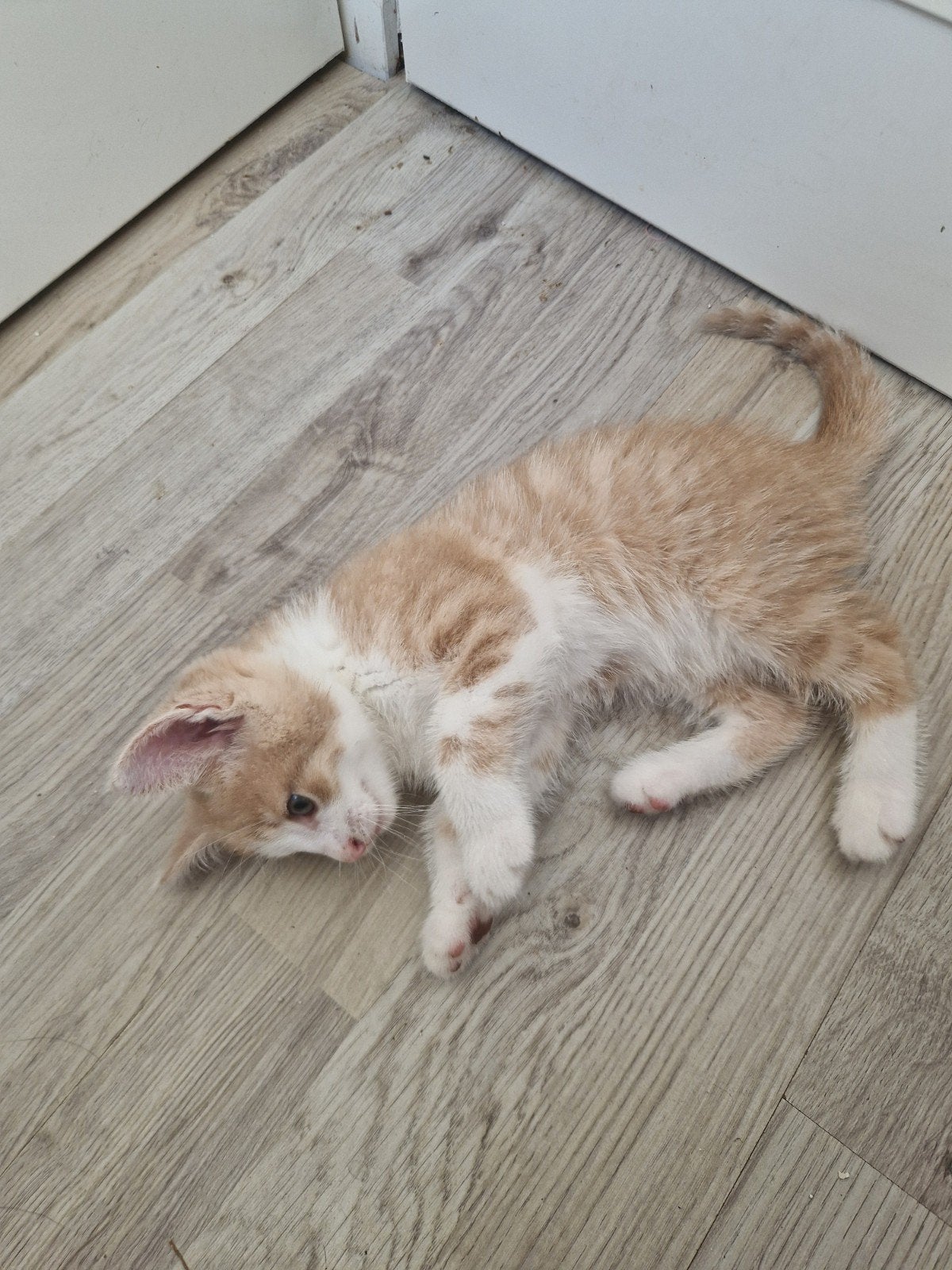 Nog 2 kittens te koop!!, Meerdere dieren, Ontwormd