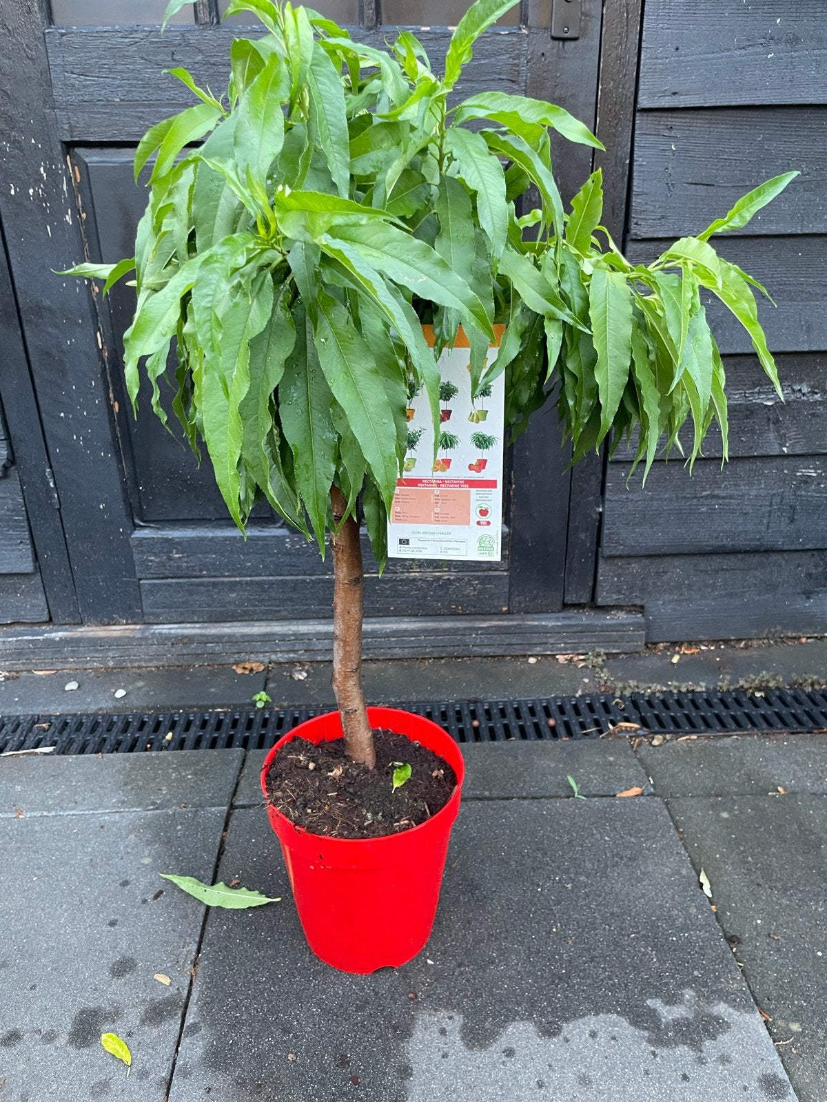 Nectarine boom fruitboom 90/100  cm hoog, Ophalen, Minder dan 100 cm